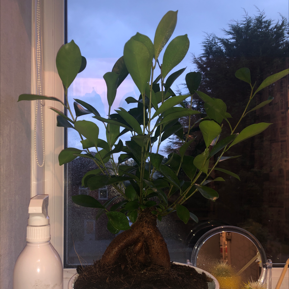 Photo of the plant species Ficus Bonsai by @TylerB442 named Billy the Bonsai on Greg, the plant care app