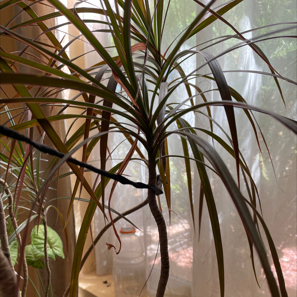 Dracaena 'Ray of Sunshine' plant with some browning leaf tips, indoors near a window.