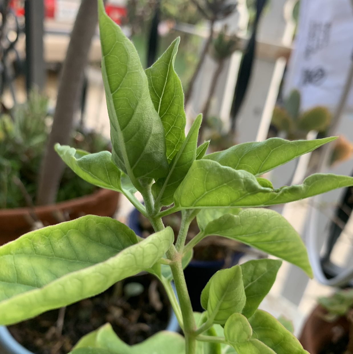 Healthy Marvel of Peru plant with vibrant green leaves in a pot.
