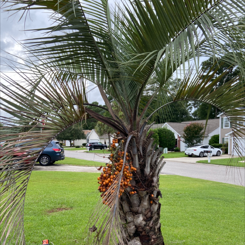 Photo of the plant species Jelly palm by Janet named Palmetto tree on Greg, the plant care app