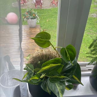 Brazil Philodendron plant in Sioux Lookout, Ontario