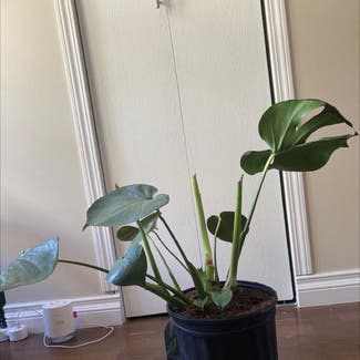 Monstera plant in Sioux Lookout, Ontario