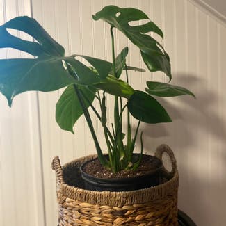 Monstera plant in Sioux Lookout, Ontario