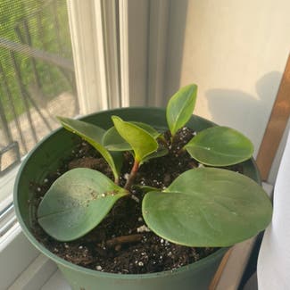 Baby Rubber Plant plant in Sioux Lookout, Ontario
