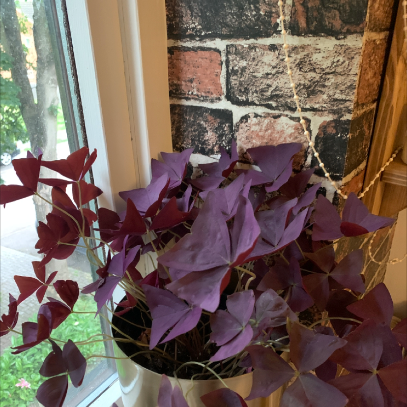 Purple Shamrocks plant photo by Debbie named Khaleesi on Greg, the plant care app.