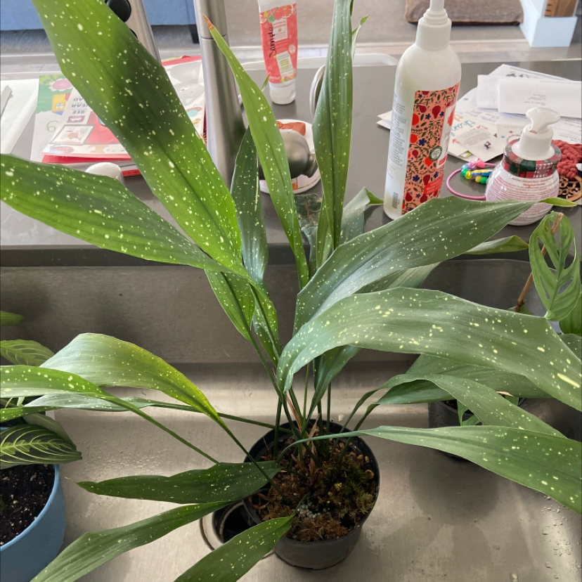 Cast Iron Plant with green leaves and white speckles in a small pot on a countertop.