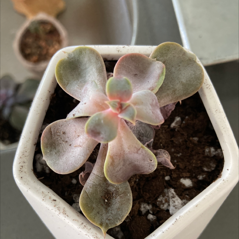 Echeveria Gibbiflora succulent in a small pot with some leaf discoloration.