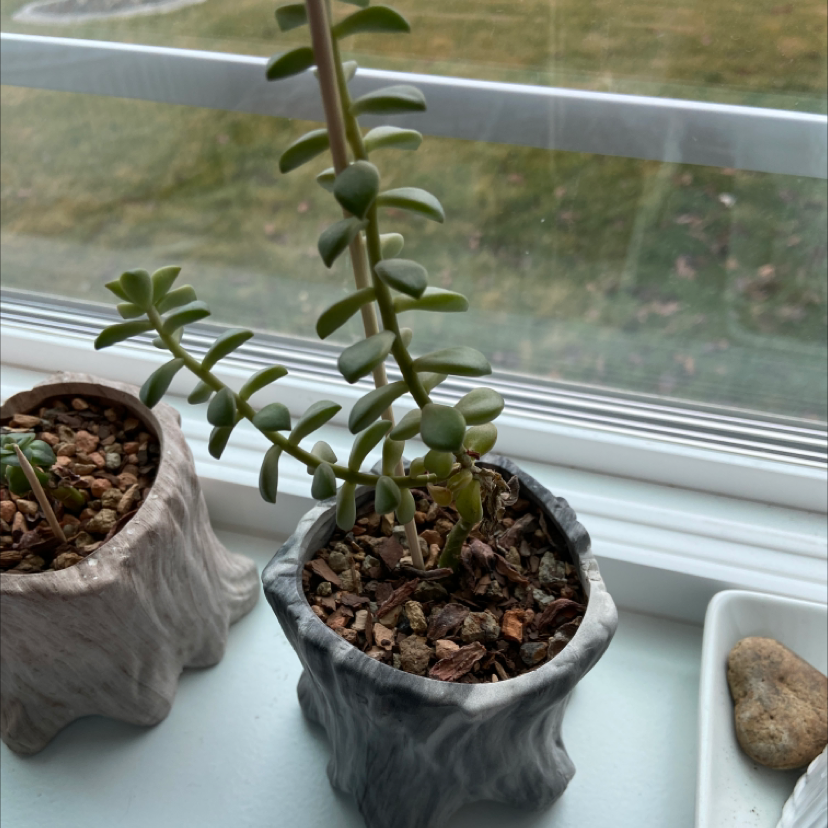 Succulent plant in a pot on a windowsill, likely a String of Buttons (Crassula perforata).