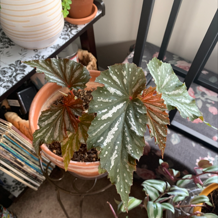 Begonia 'Sophie Cecile' plant in a pot with healthy leaves and characteristic white spots.