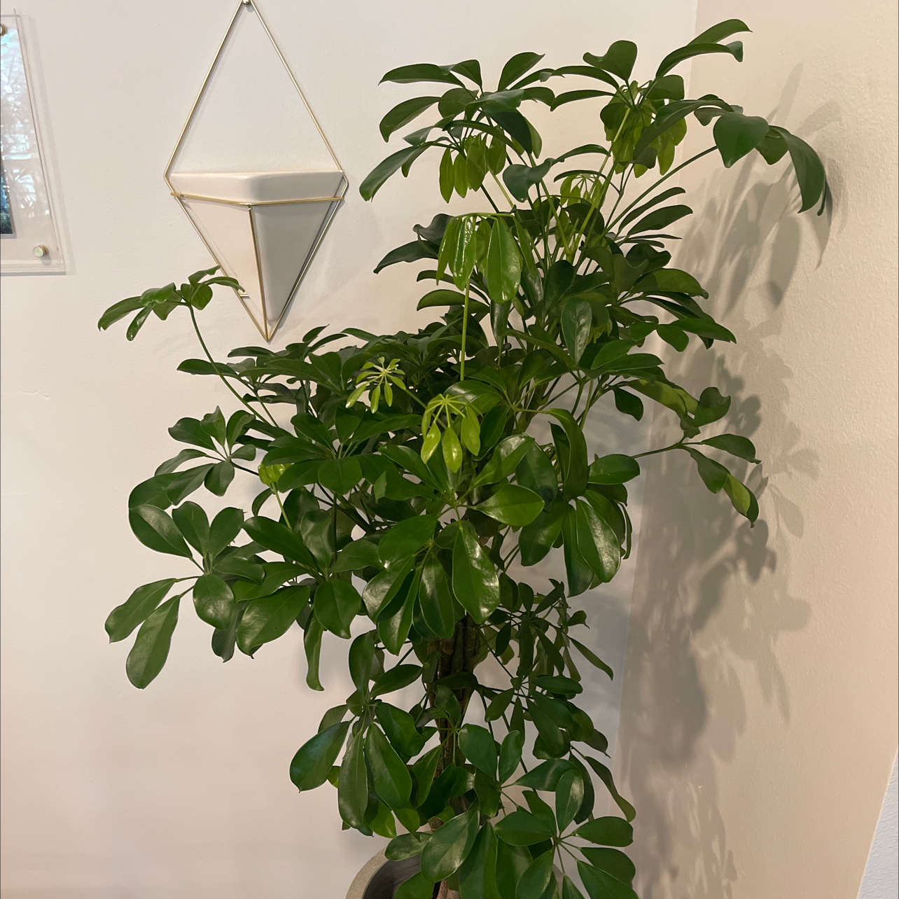 Dwarf Umbrella Tree plant photo by @elijahkenan named Sloppy on Greg, the plant care app.
