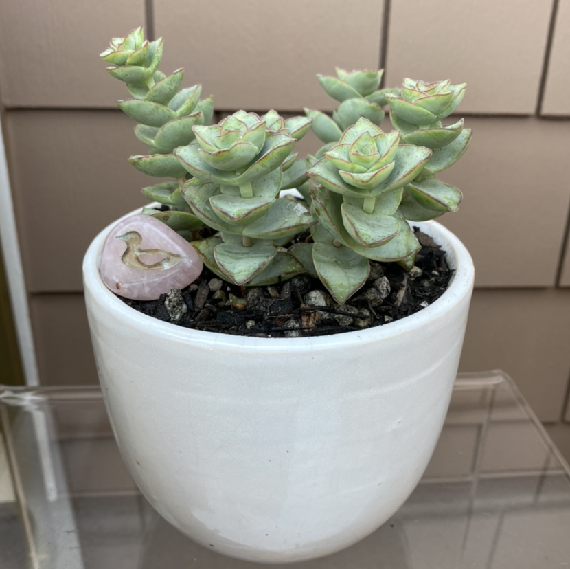 Jade Necklace plant in a white pot with visible soil, appears healthy.