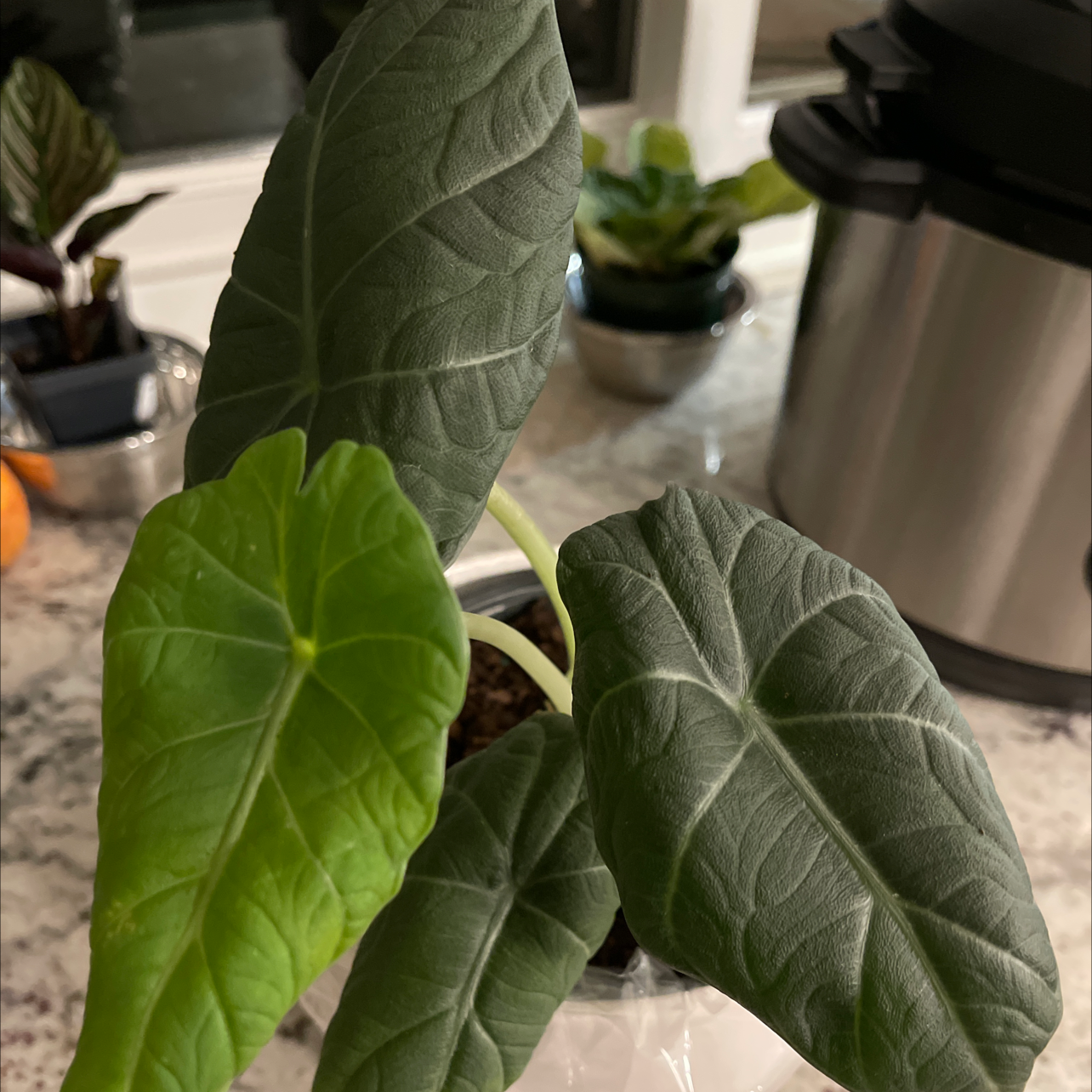 Alocasia 'Maharani' plant with healthy leaves, well-framed and in focus.