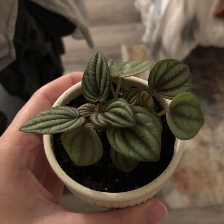 Photo of the plant species Piccolo banda by @lizzyyenni named Beans on Greg, the plant care app