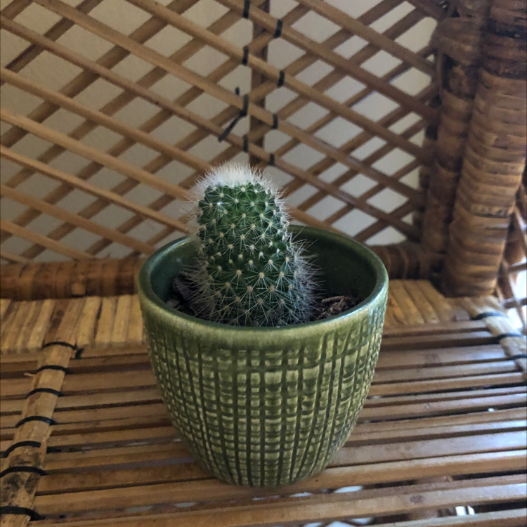 A healthy Mammillaria Formosa cactus in a green pot on a wicker surface.