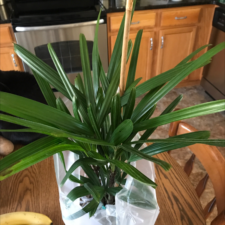 Healthy Rhapsis Palm with lush green leaves in a clear water-filled container, sitting on a kitchen counter.