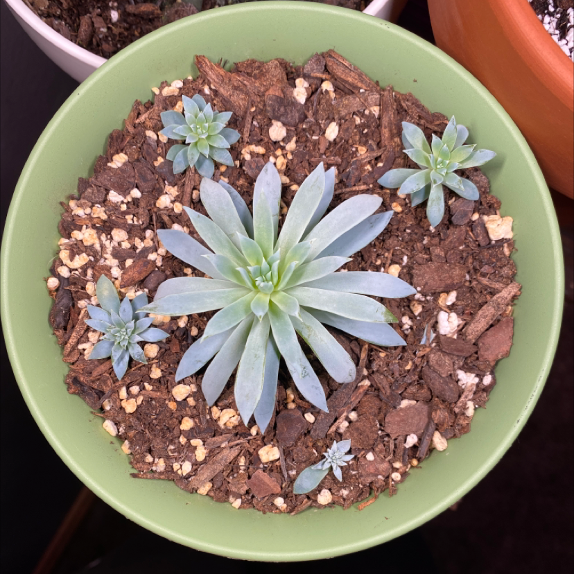 Sedeveria 'Dark Elf' plant in a green pot with visible soil and multiple offshoots.