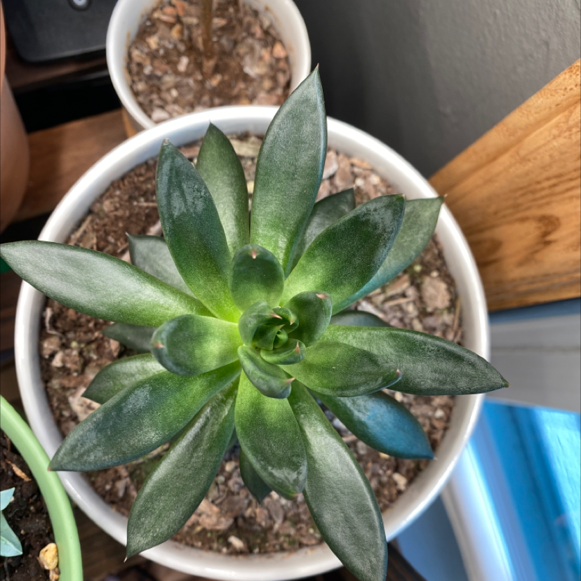 Photo of the plant species Black Echeveria by @pmack0512 named Batman on Greg, the plant care app