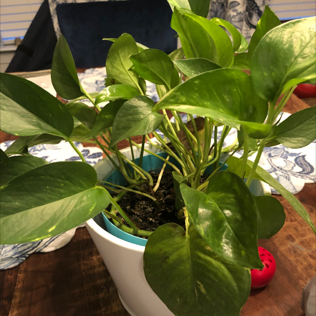 Taro Vine plant photo by Kisha named Pytho on Greg, the plant care app.