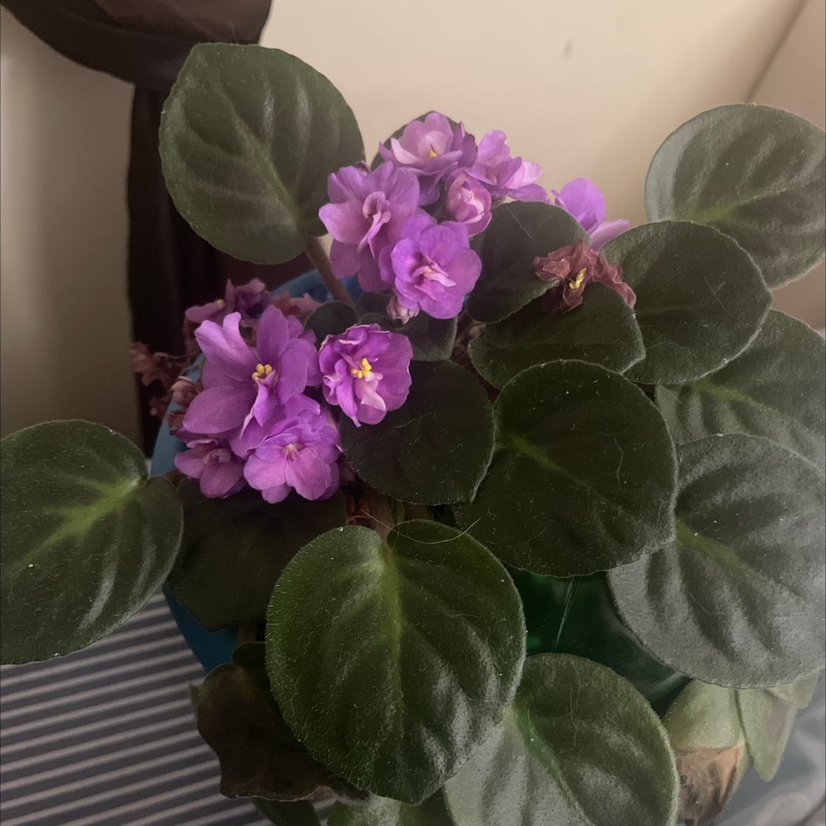Kenyan Violet plant photo by Chantal named Lavender on Greg, the plant care app.
