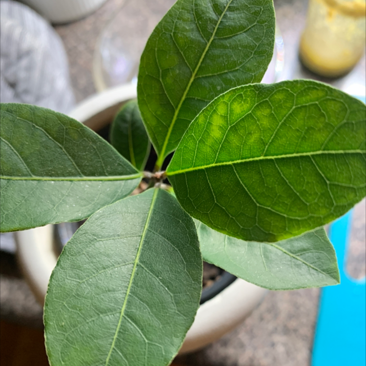 Bay Laurel plant with healthy green leaves in a pot.