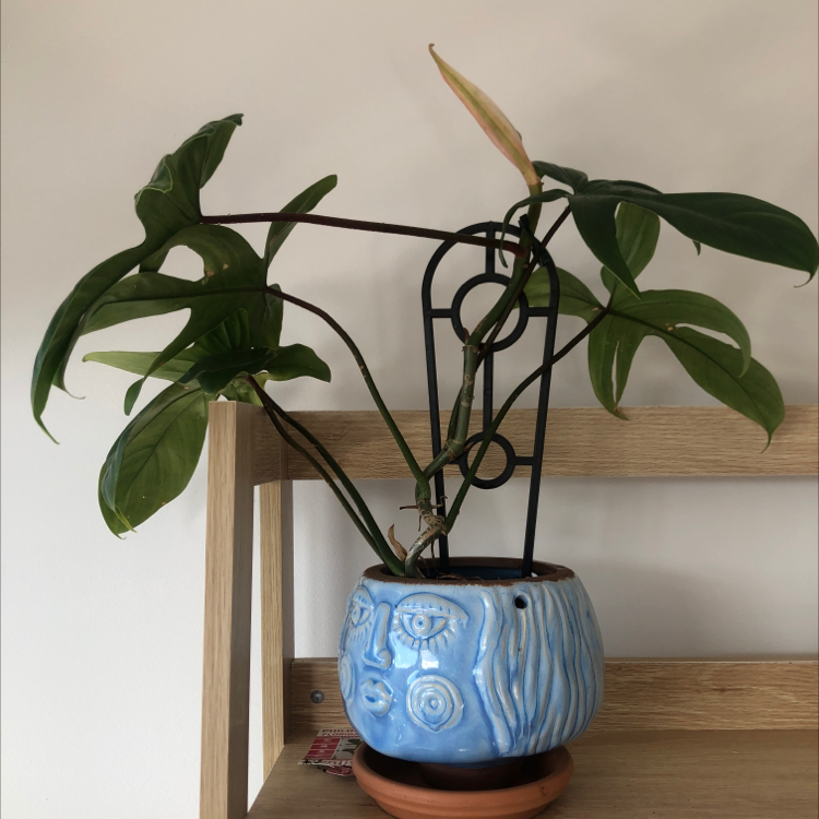 Philodendron 'Florida' plant in a decorative pot on a wooden shelf, supported by a metal frame.