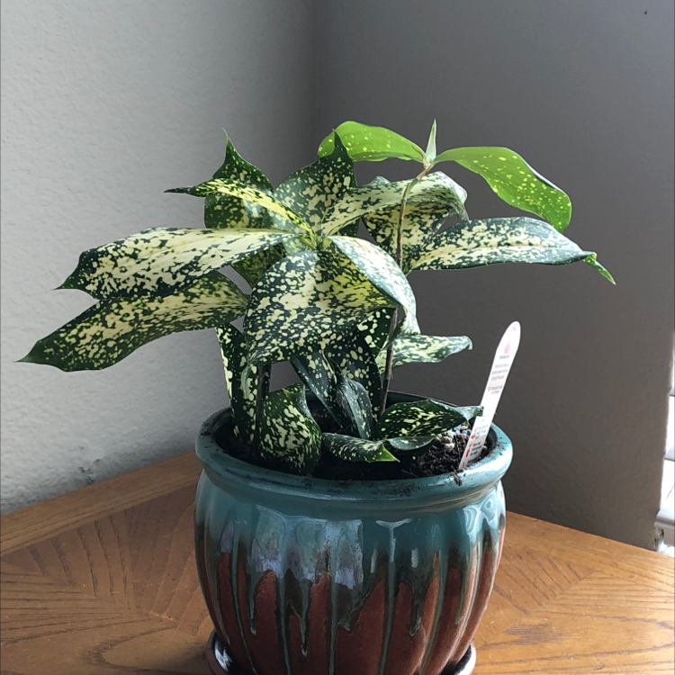 Healthy Gold Dust Dracaena plant with spotted yellow-green leaves in a glazed pot, well-framed against gray wall.