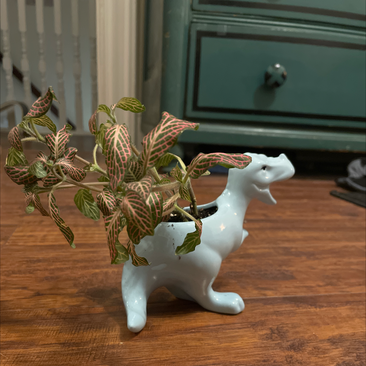 Nerve Plant plant photo by Creature named T-Rex on Greg, the plant care app.