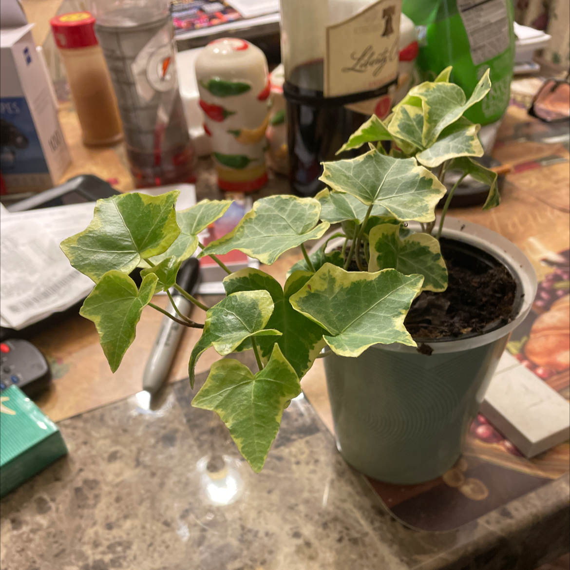 English Ivy plant photo by Janice named Madonna on Greg, the plant care app.