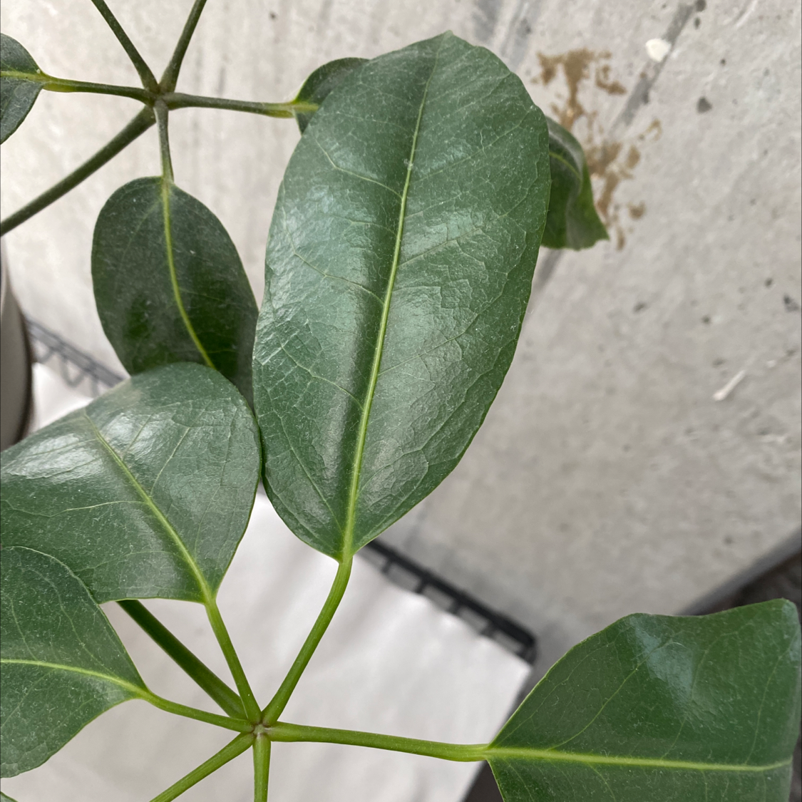 Close-up of healthy, vibrant green umbrella tree leaves with visible veins, well-framed and in perfect focus against a light background.