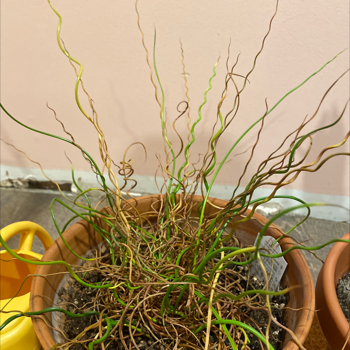 Potted Common Rush plant with visible yellowing and browning leaves, indicating health issues.