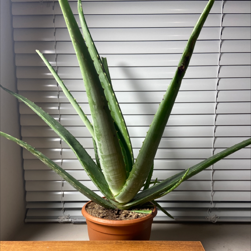 Photo of the plant species Aloe vera by Justin named Aleo on Greg, the plant care app