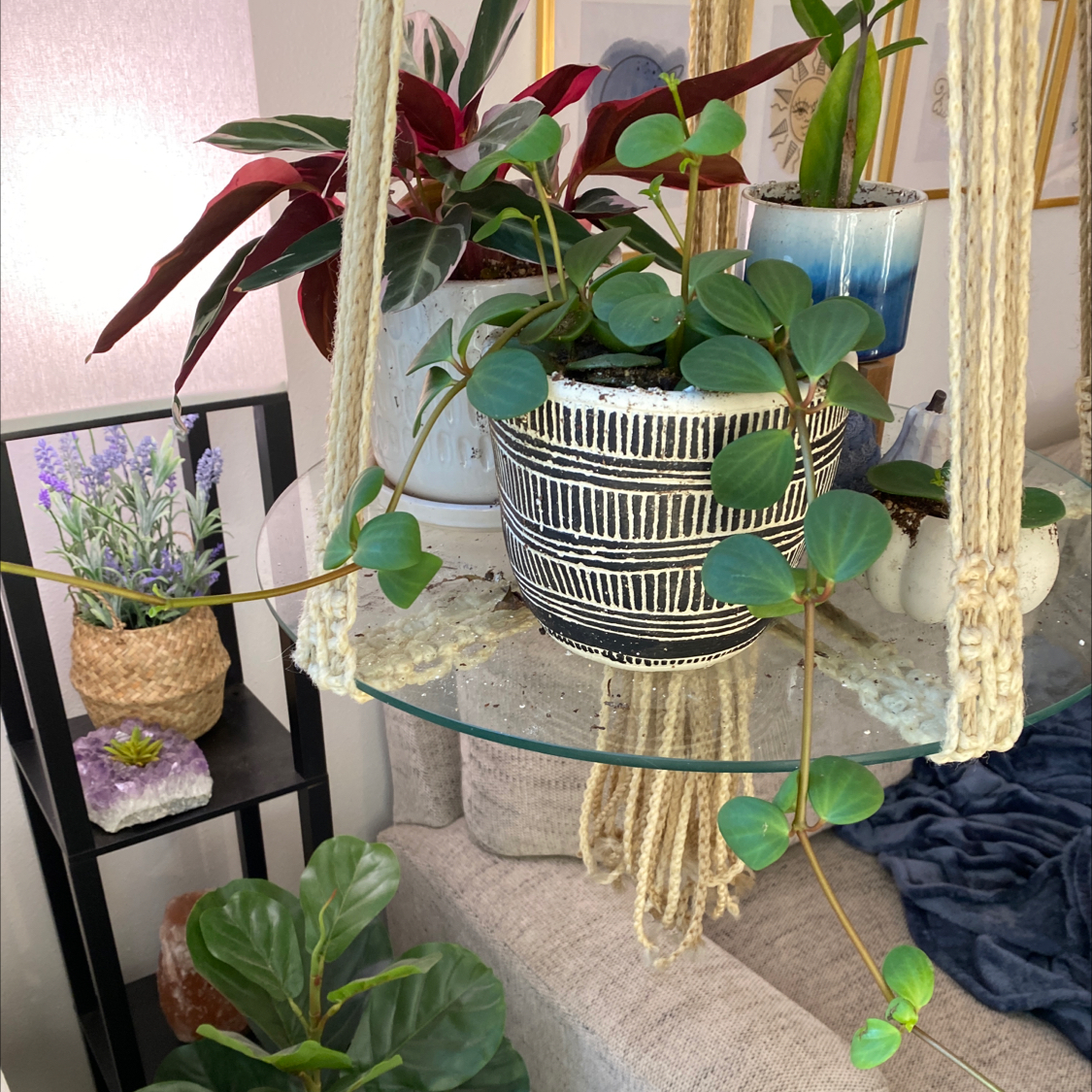 Photo of the plant species Trailing Jade by @Hayli345 named Trailing Jade 1 on Greg, the plant care app