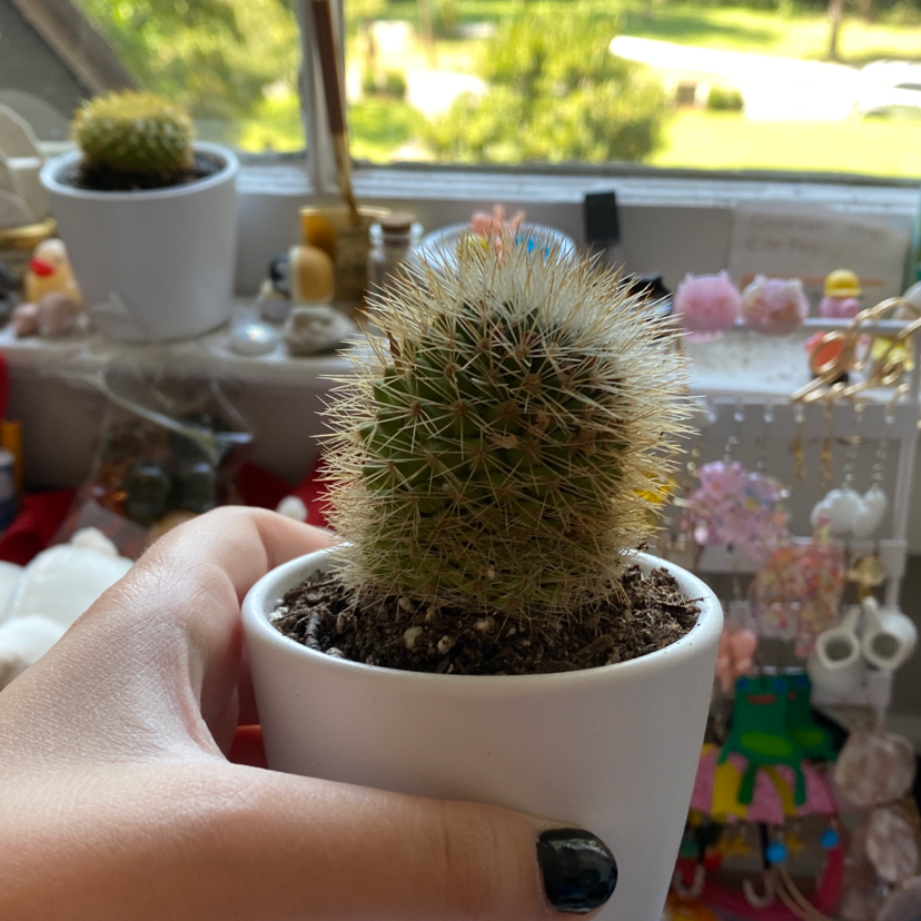A healthy Lady Finger Cactus in a white pot, held by a hand, with another cactus in the background.