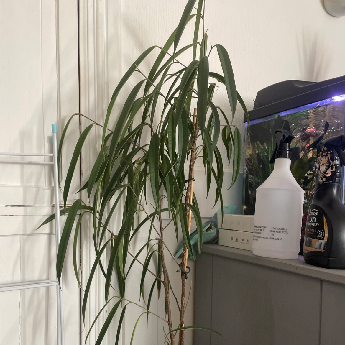 Ficus Alii plant indoors near a fish tank and cleaning supplies.