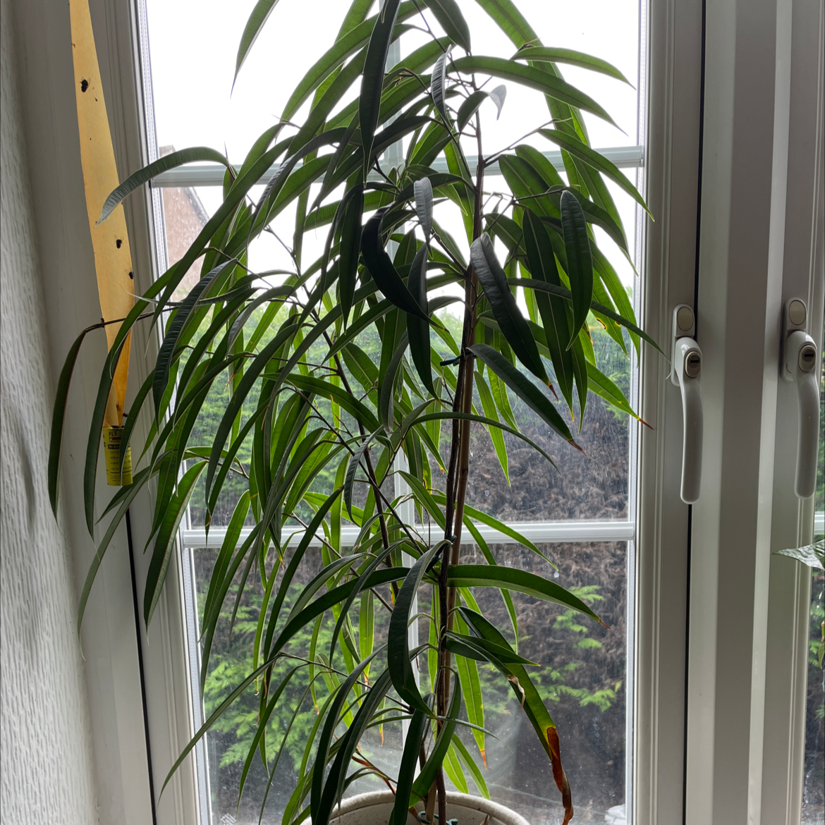 Ficus Alii plant near a window with some minor browning on a few leaves.