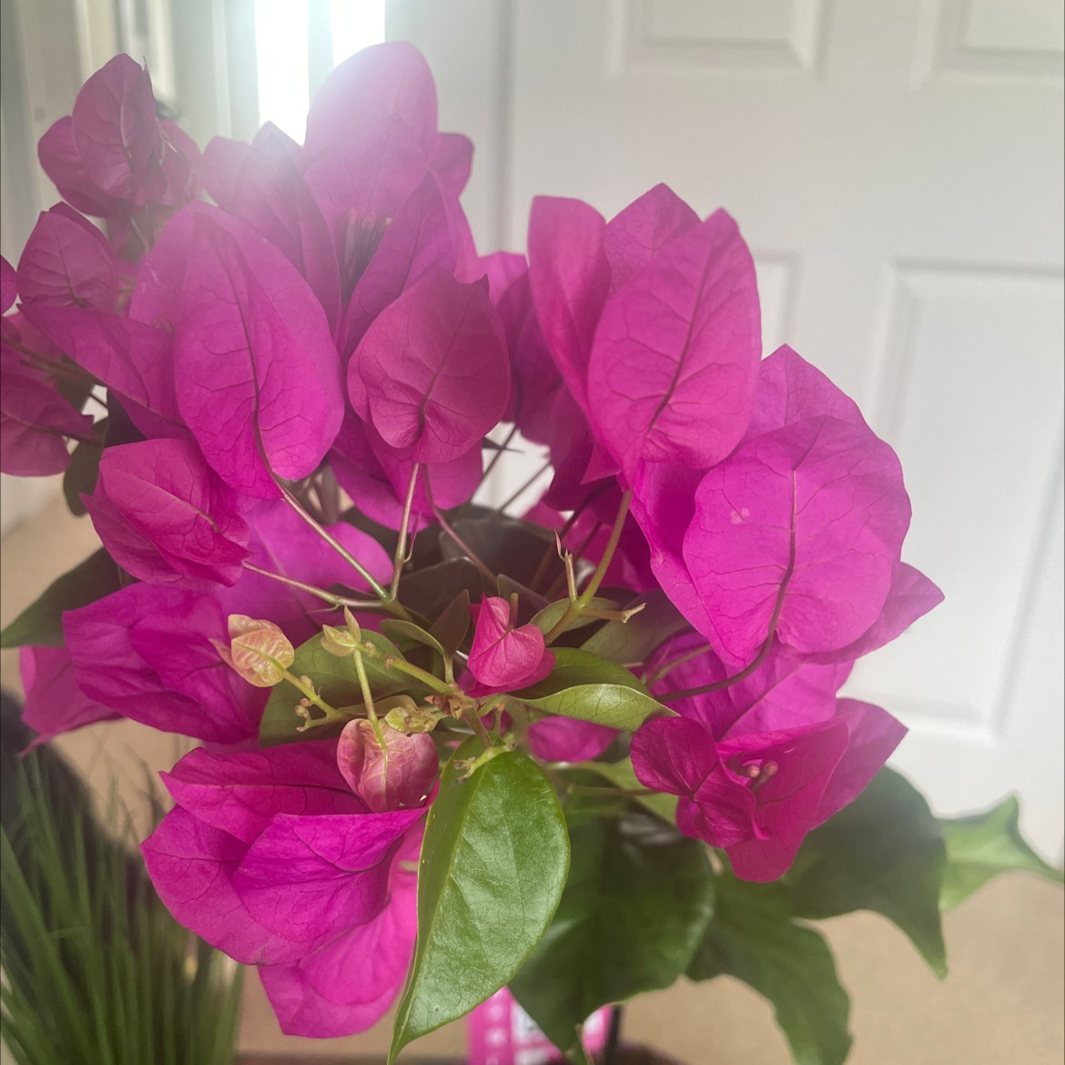 Why Are My Bougainvillea Leaves Falling Over?