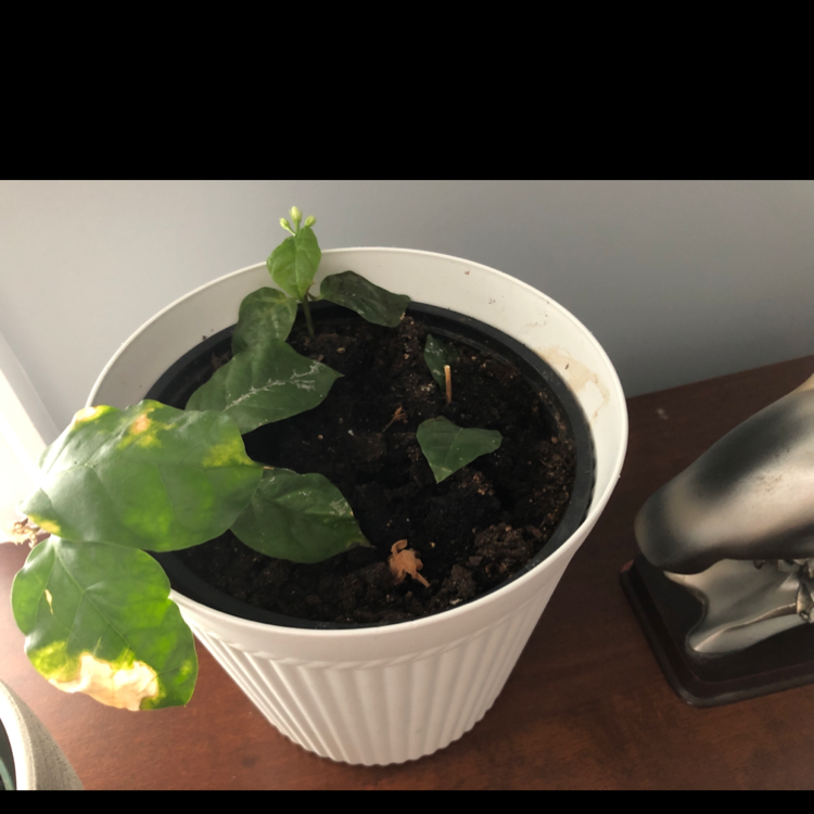 🍂 Why Are My White Jasmine Leaves Turning Yellow?