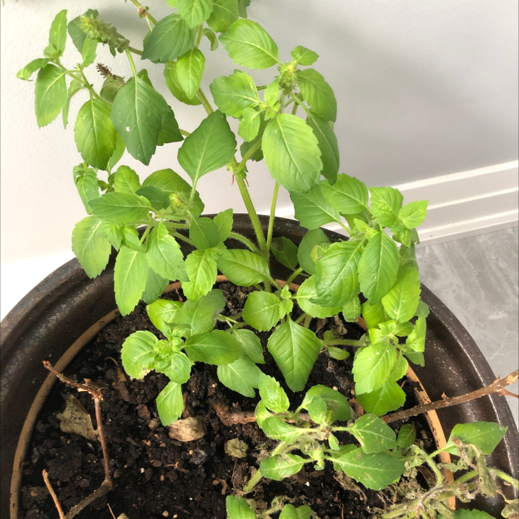 Potted Holy Basil (Tulsi) plant with some leaf damage and visible soil.