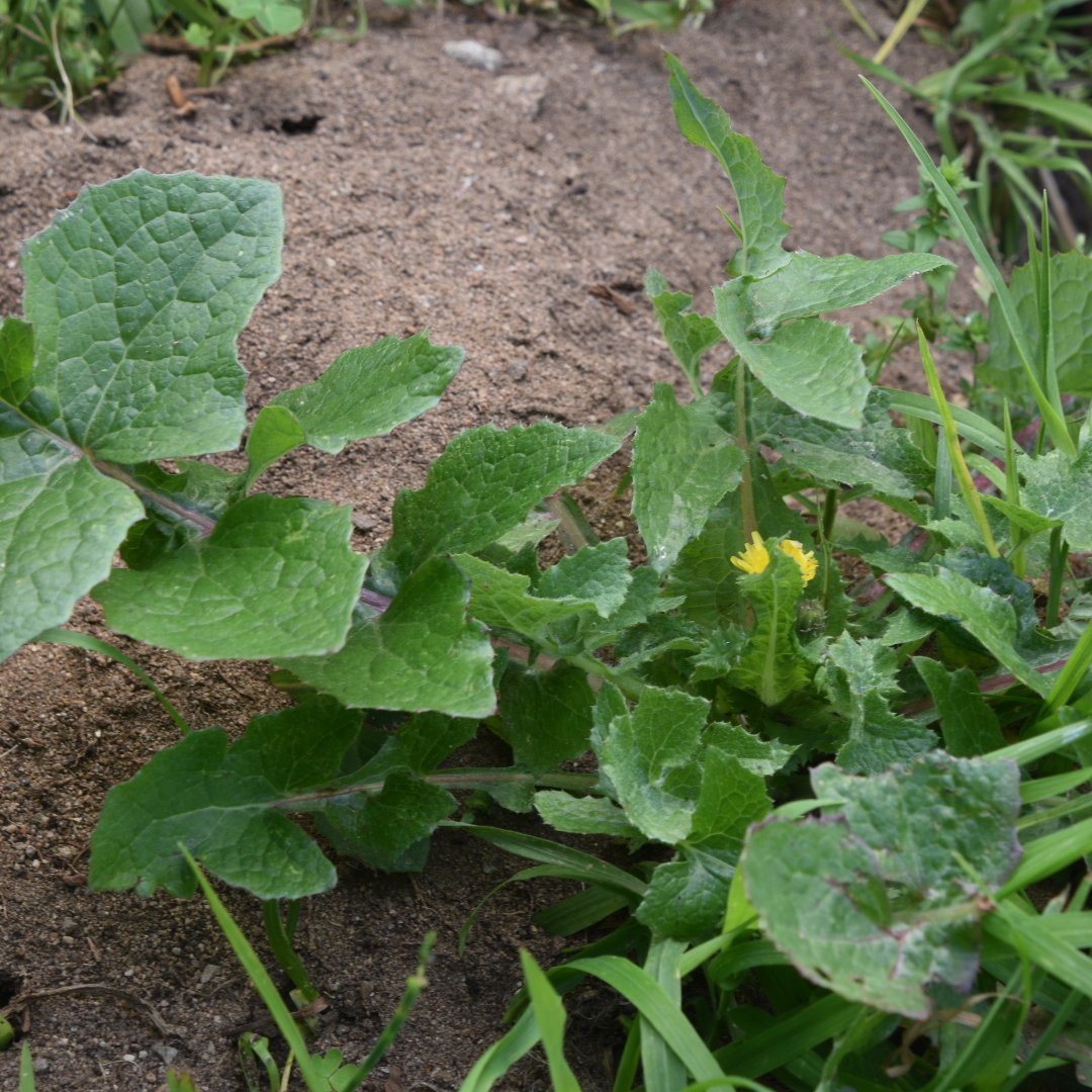 Common Sowthistle plant with green leaves and a small yellow flower growing in soil.