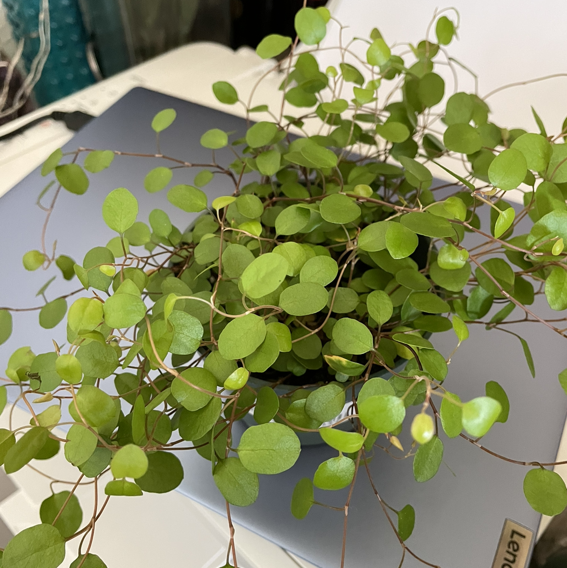 Healthy Sprawling Wirevine plant with small, round green leaves on a flat surface.