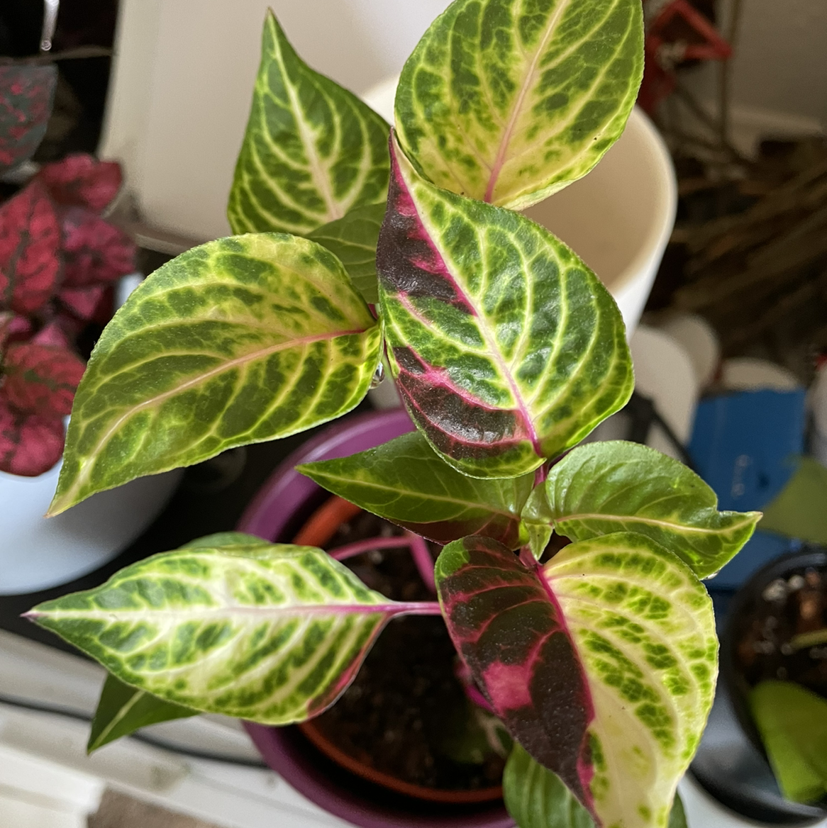 Healthy Herbst's Bloodleaf plant with vibrant green and pink variegated leaves, well-framed and in focus.