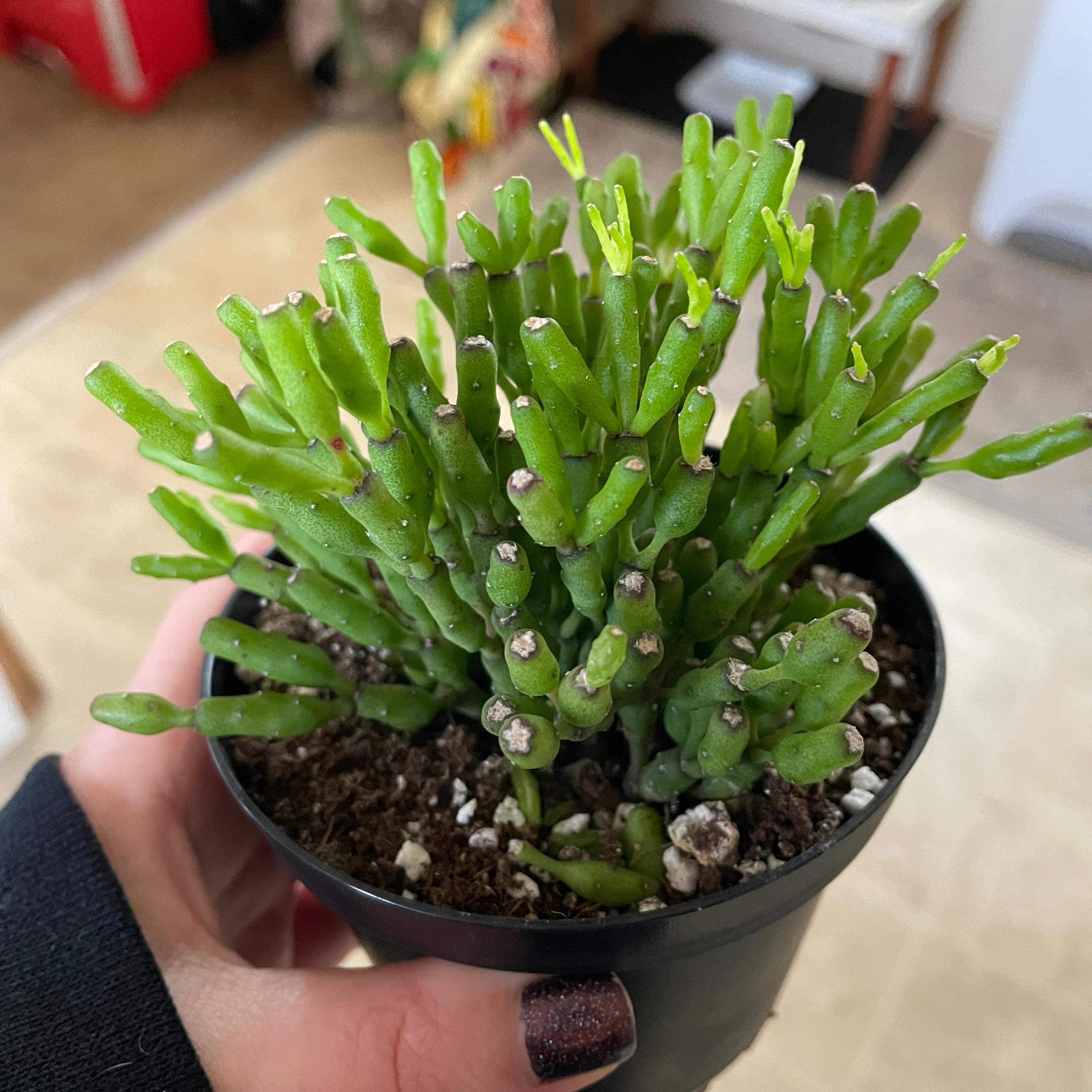 Healthy Dancing Bones plant in a small pot with visible soil, held by a hand.