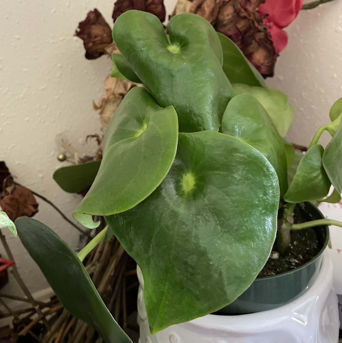 Raindrop Peperomia plant with healthy, glossy green leaves in a pot.