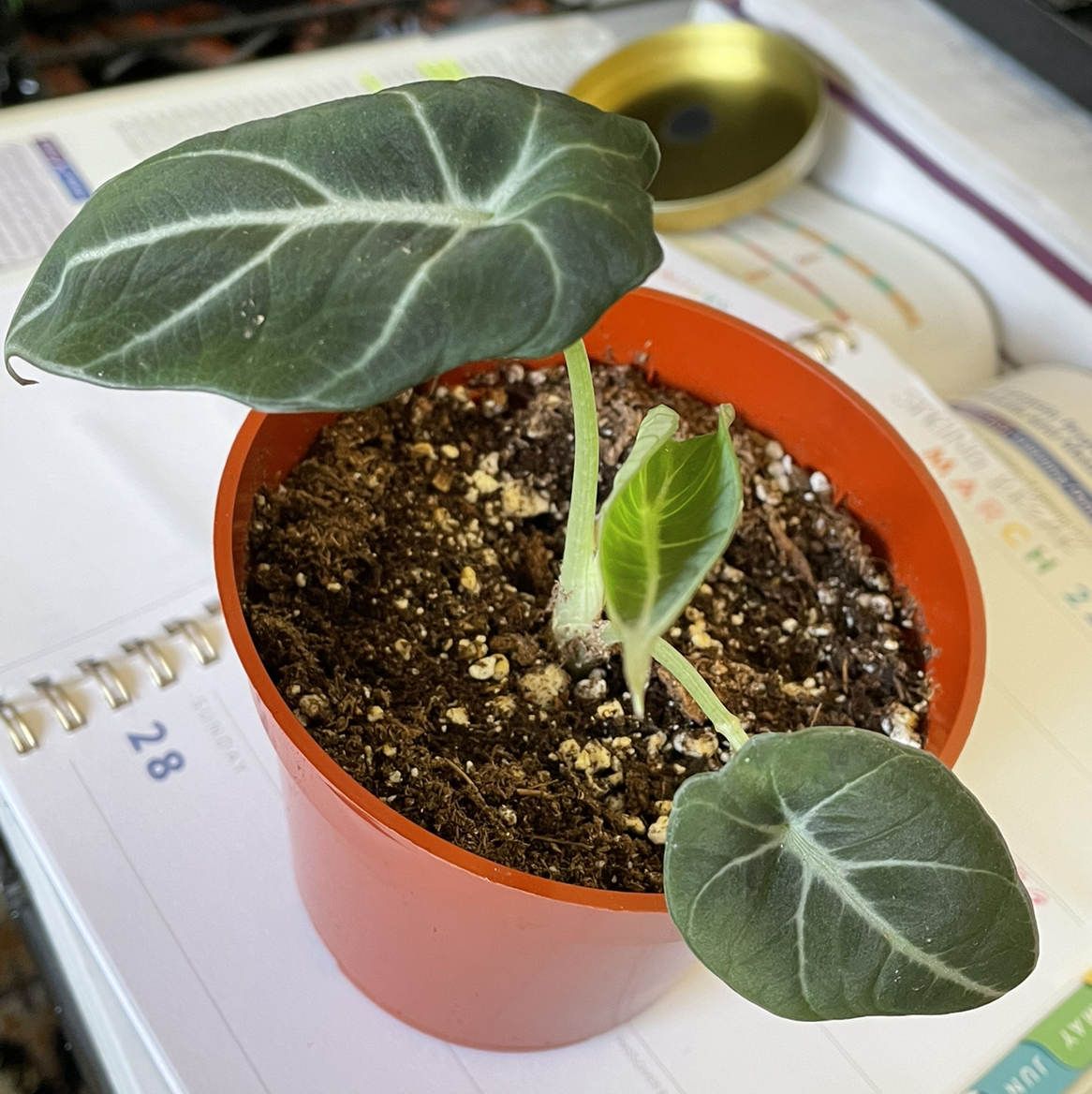 Black Velvet Alocasia plant in an orange pot with dark green leaves and white veins.