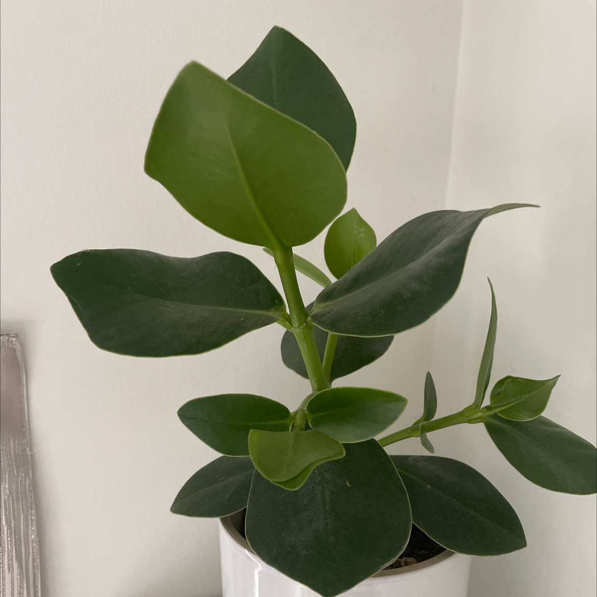 Photo of the plant species Natal Plum by @BethWithinshaw named Plato on Greg, the plant care app