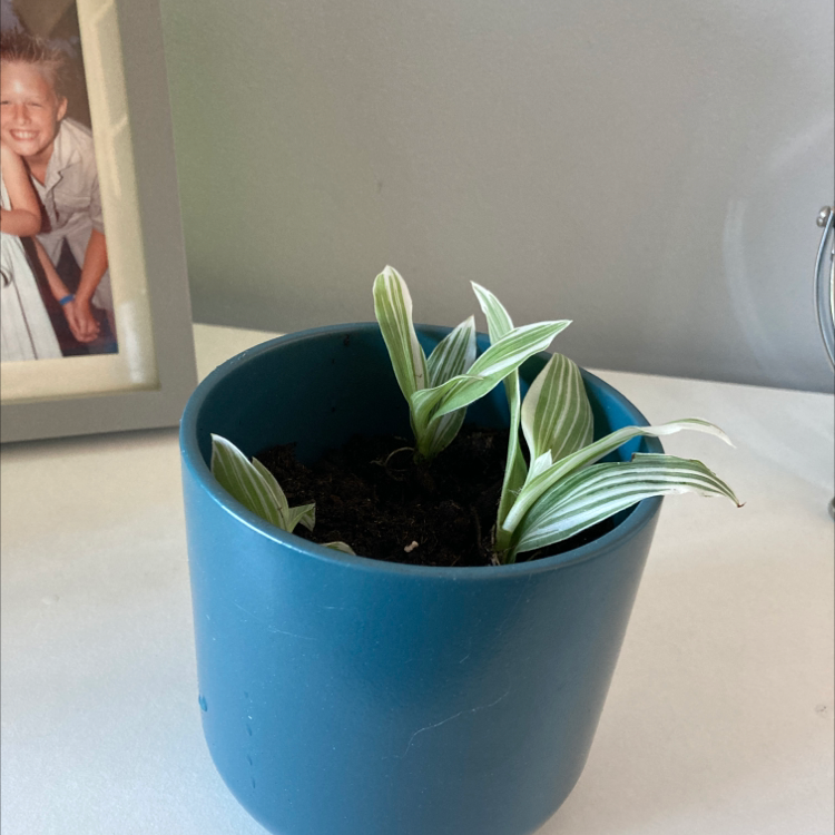 Photo of the plant species Tradescantia albiflora 'Albovittata' by @frankeane named Aria on Greg, the plant care app