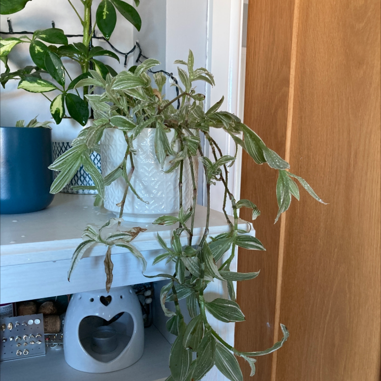 Photo of the plant species Tradescantia albiflora 'Albovittata' by @frankeane named Aria on Greg, the plant care app