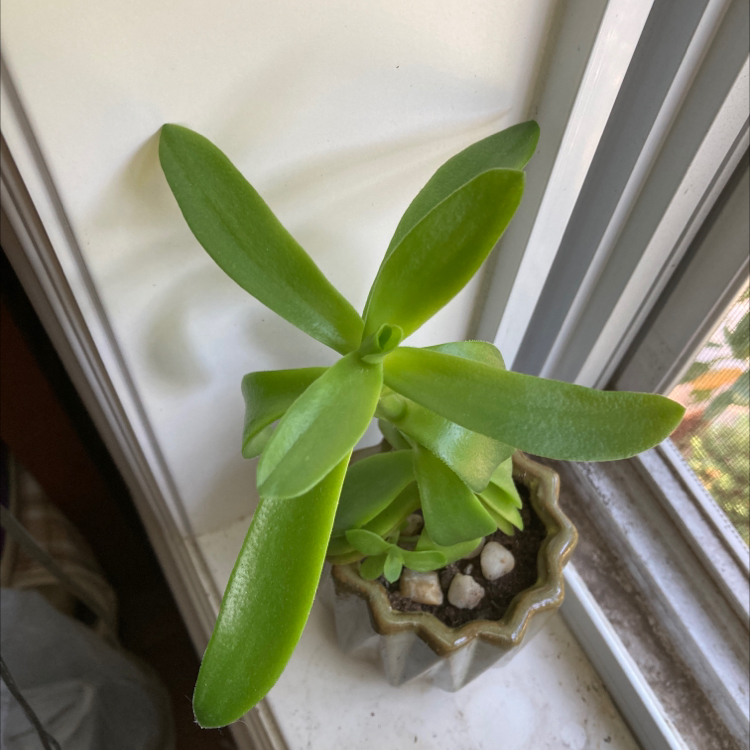 Crassula capitella 'Campfire' plant near a window with vibrant green leaves.