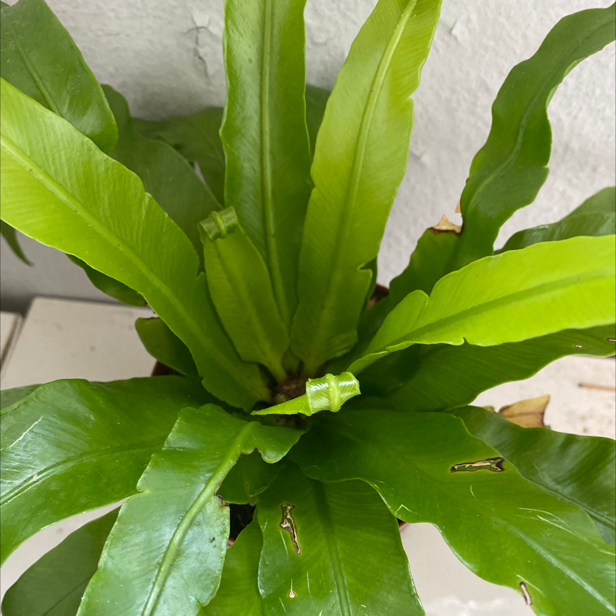 Japanese Bird's Nest Fern with vibrant green leaves, minor leaf damage visible.