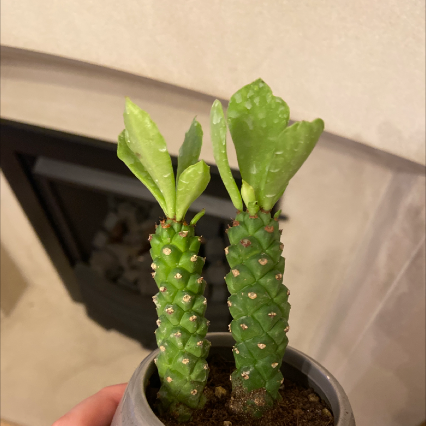 Euphorbia ritchiei plant with two stems in a pot, healthy green leaves, visible soil.